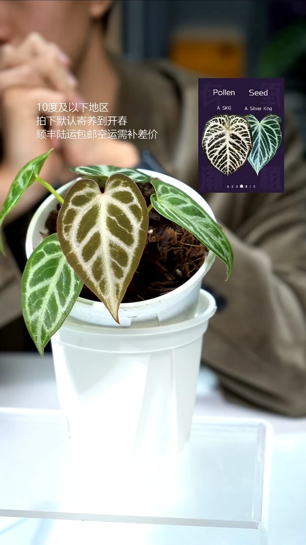 完全开放闪烁1.0 03