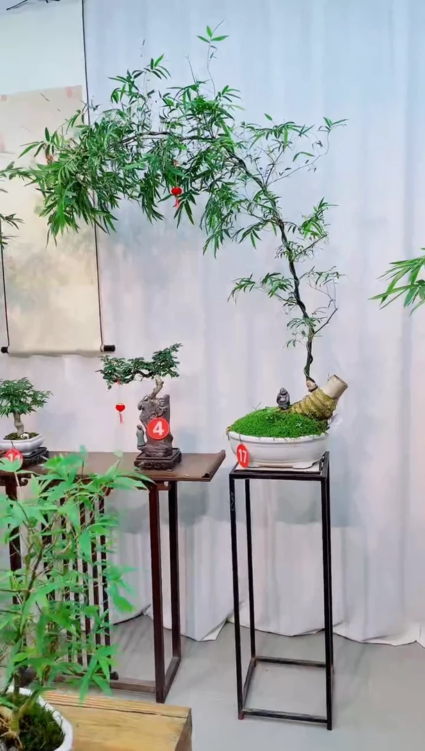 【闪购商品】竹子盆景竹子盆景