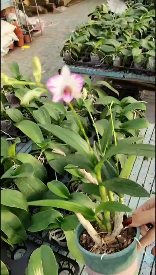 完全开放泼墨石斛福利