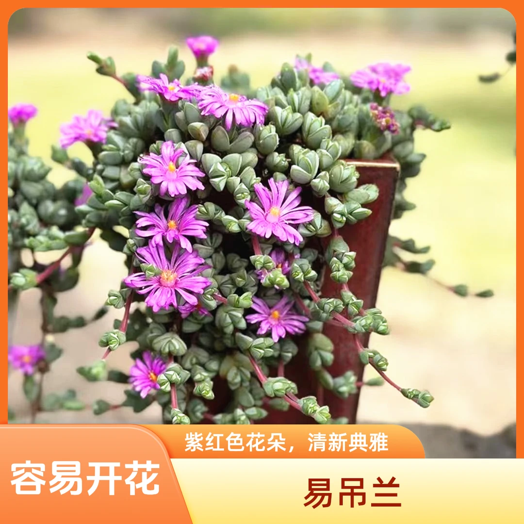 碧玉莲群生多头多肉植物盆栽肉肉新手办公室创意花卉绿植