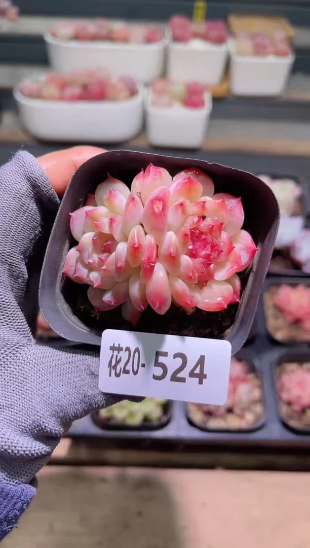 【闪购商品】20-524秘境冰魄