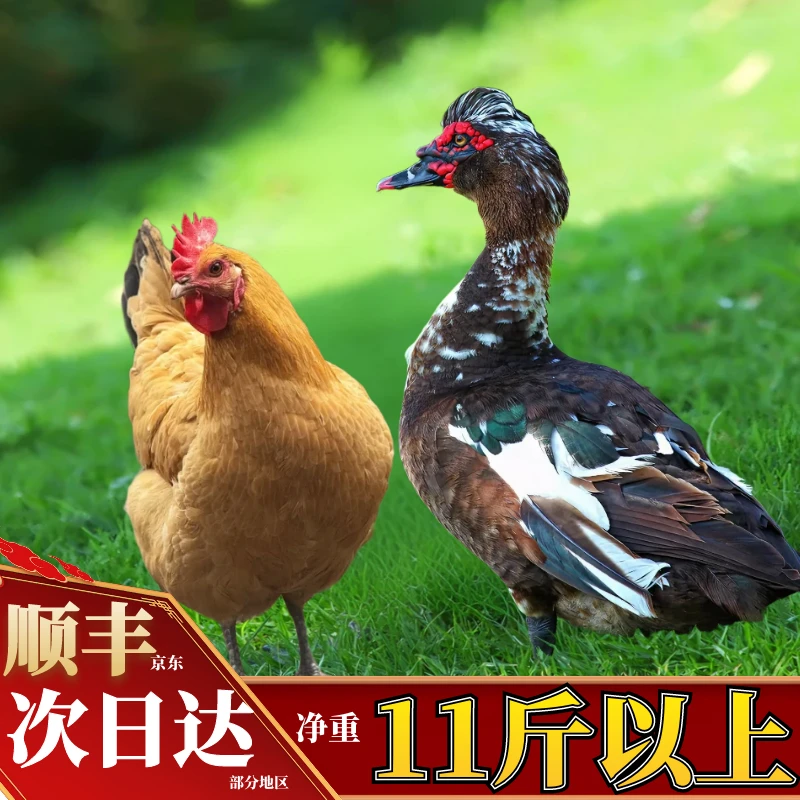 【喜宝家】组合3只老母鸡月子鸡+赠1只番鸭 到手共4只净重11斤