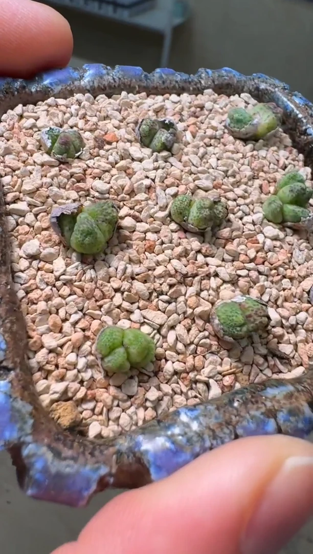 4-183多肉植物肉锥百香果斑马一颗