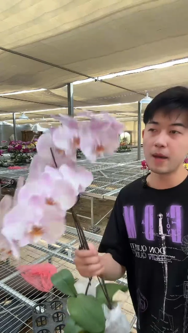 完全开放奥尔堡全开福利