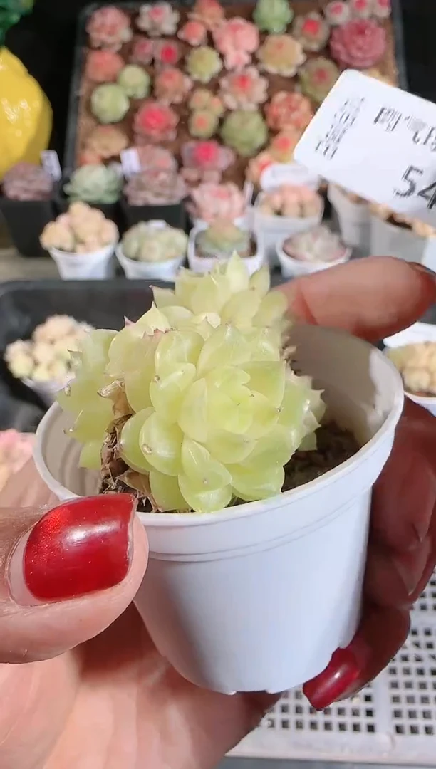 1208-544多肉群生不包整