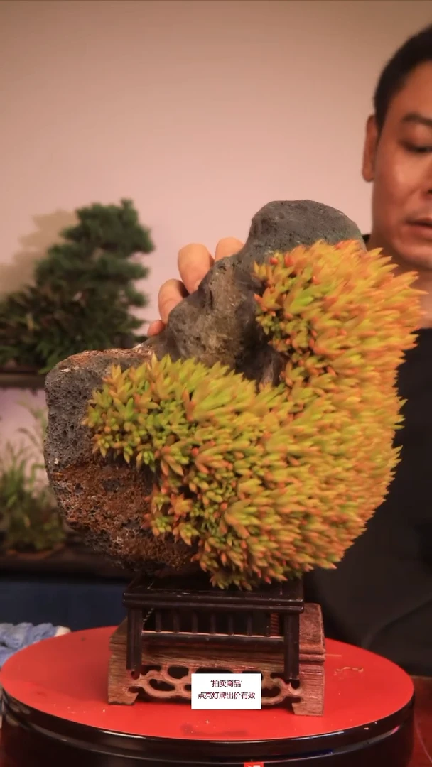 无花朵吾***缸C120草本植物