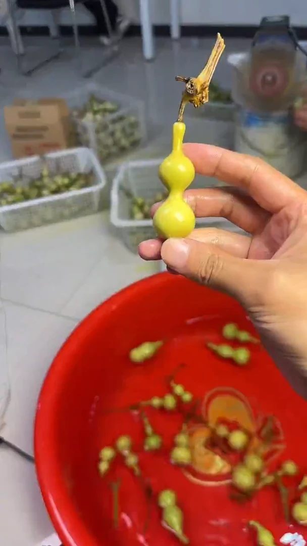 曦*文玩葫芦摆件手把件天津嘴