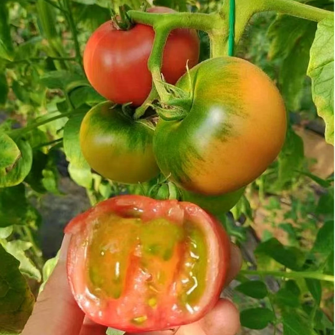 【京东顺丰包邮】寿光「草莓西红柿」 自然成熟 酸甜多汁 一口爆浆