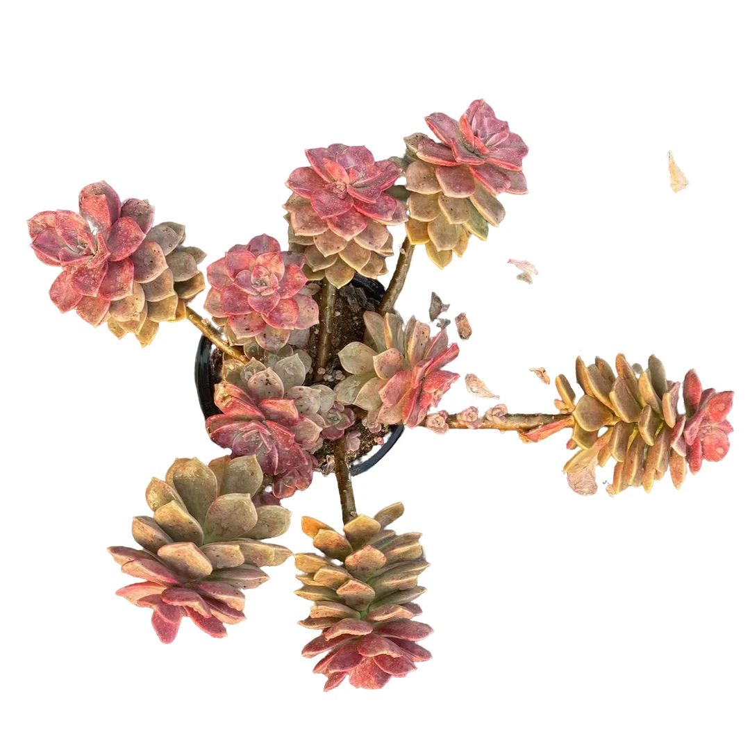 精品多肉【大冠幅鹅肝】新手家庭空气净化植物