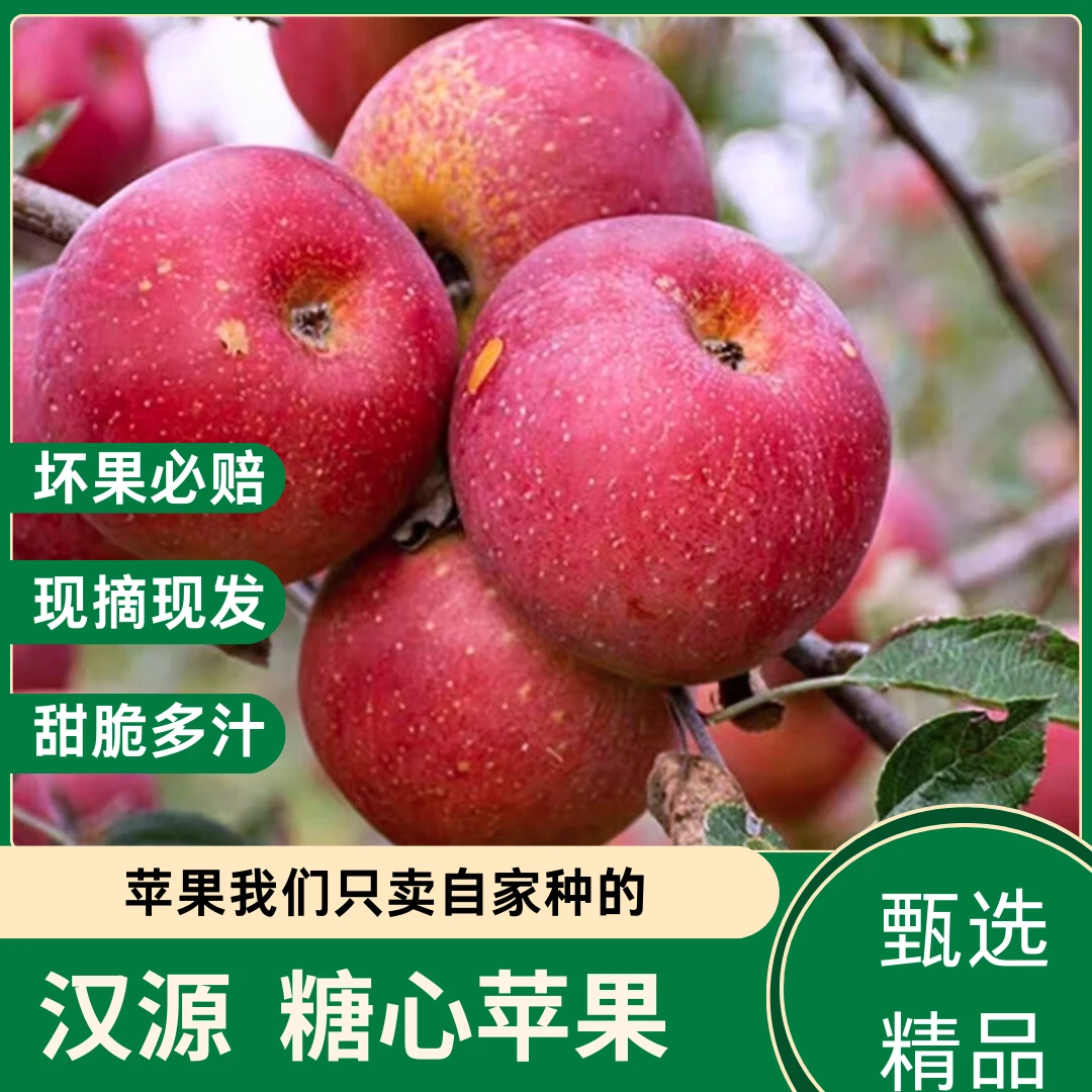 四川雅安汉源冰糖心苹果头茬苹果孕妇水果源头新鲜水果现摘包邮