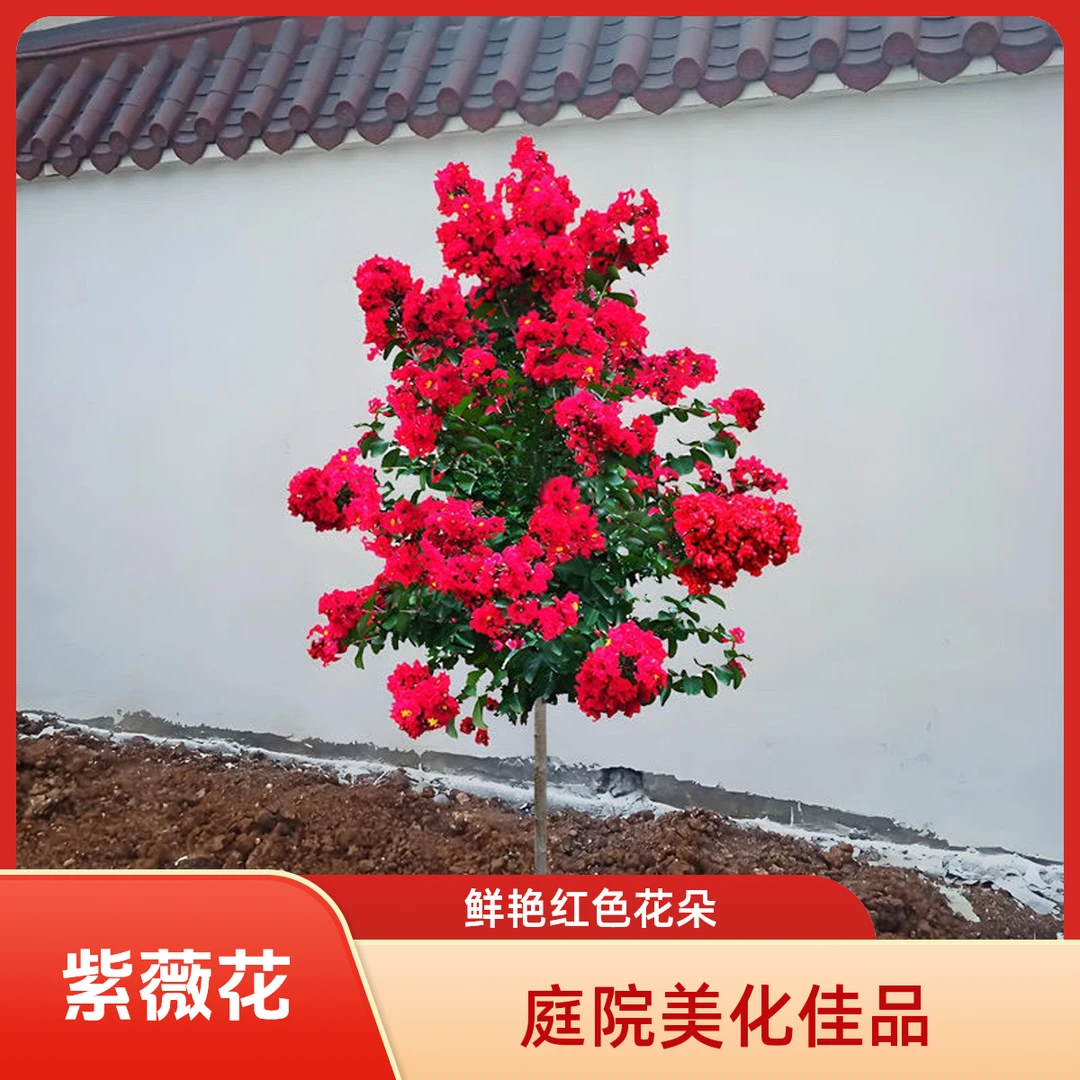 高档紫薇树苗红火箭天鹅绒红花紫薇大型庭院四季盆栽绿化盆苗杯苗