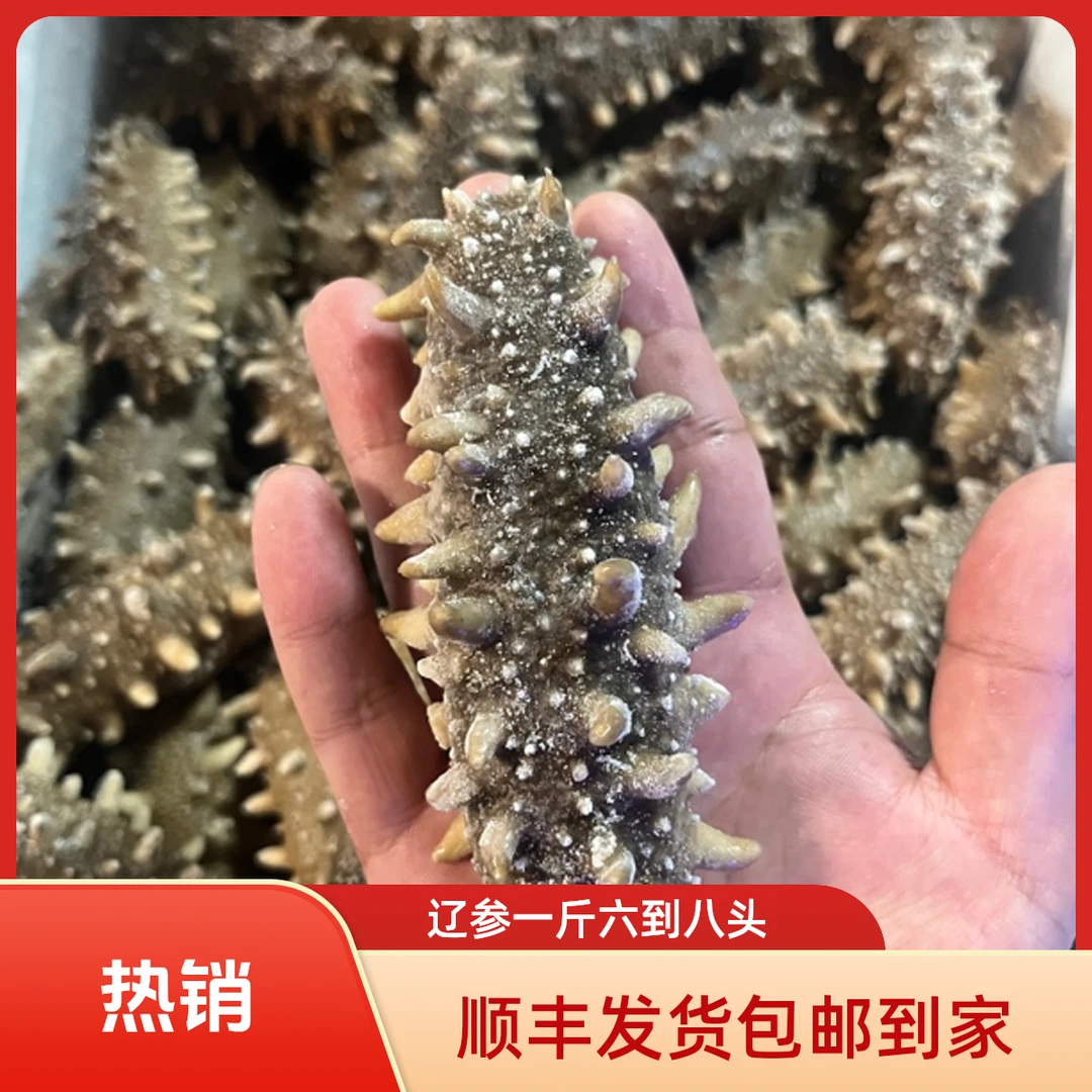 辽参帝王参 一斤6-8头  口感Q弹 海参【顺丰包邮到家】