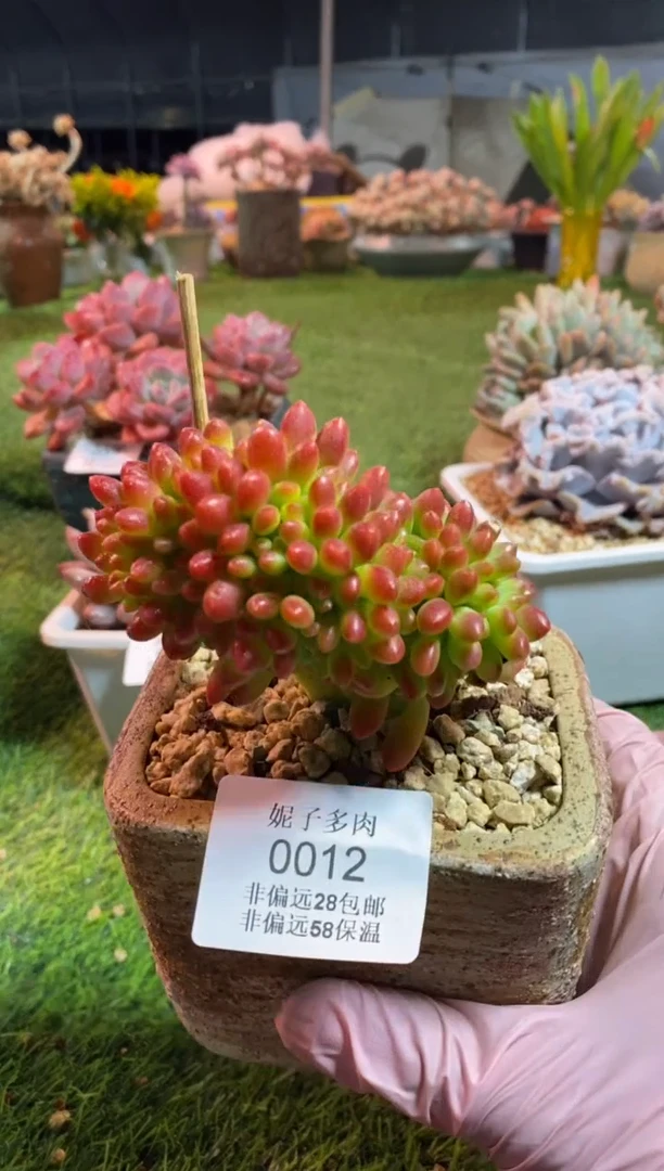 【闪购商品】0012a