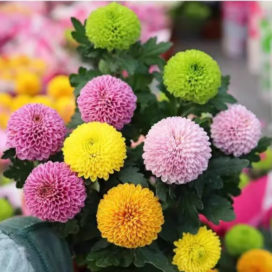 乒乓菊花种子盆栽易爆盆太阳花室内外花卉盆栽花种籽四季播种开花