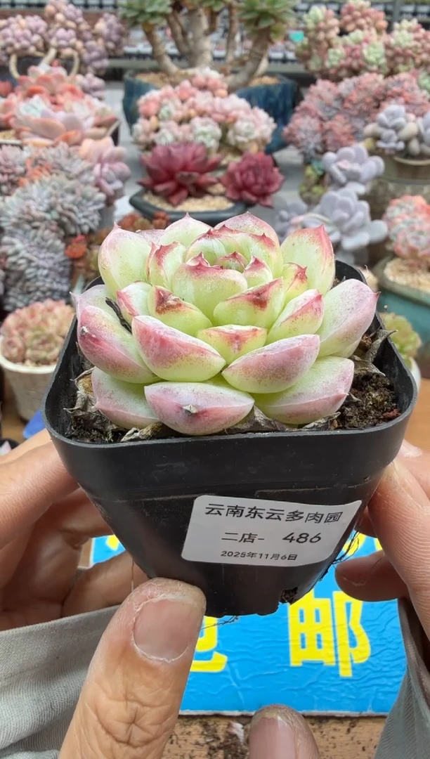 东云多肉园二店-486
