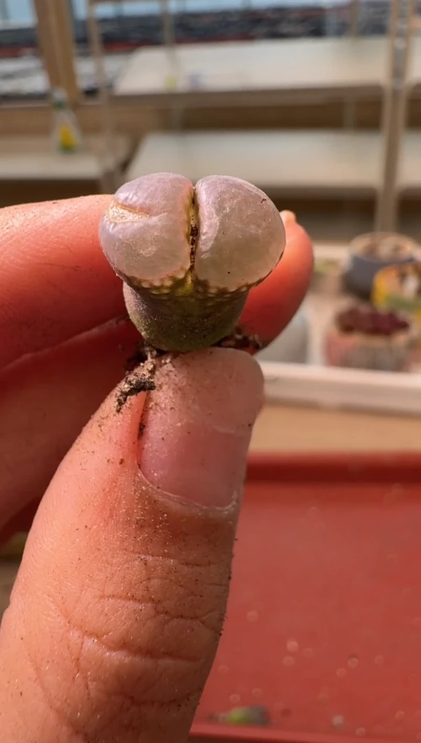 13-343多肉植物肉锥