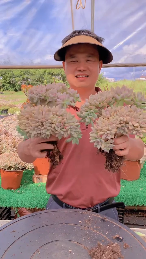 254淡雪缀化（量拍）