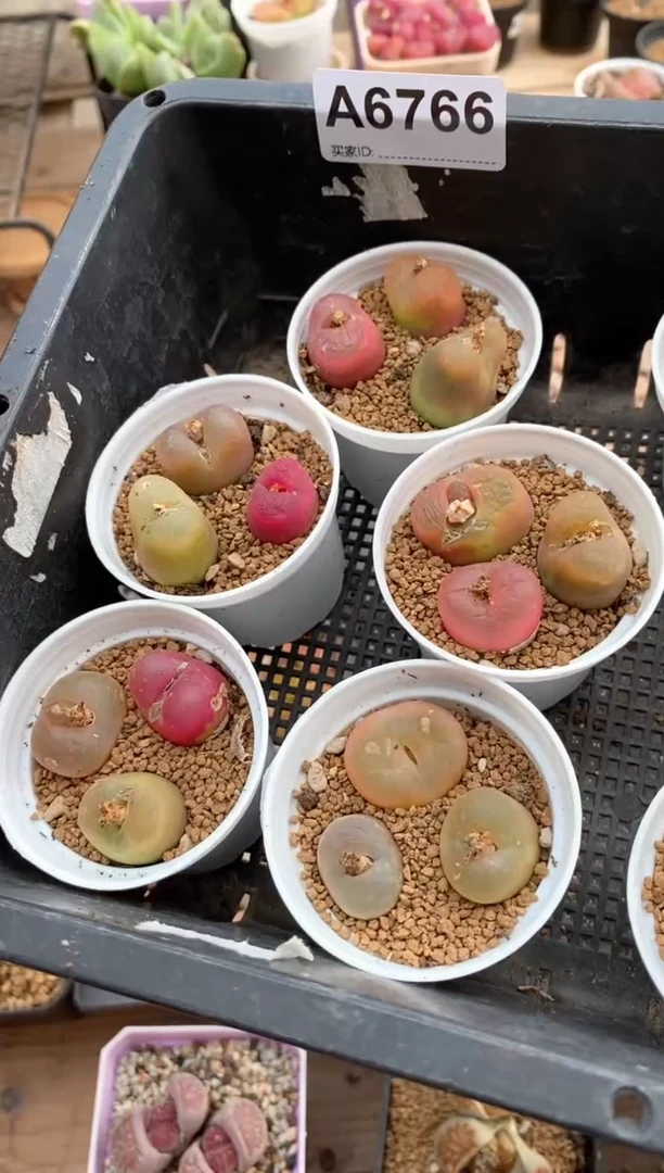 【闪购商品】6766直播一物一拍