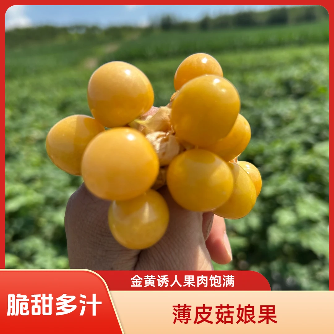 东北头茬薄皮小金豆菇娘果灯笼果清甜爆汁当季水果果园直发