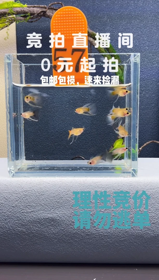 孔雀鱼蓝水晶长公十条（仅观赏）编号57