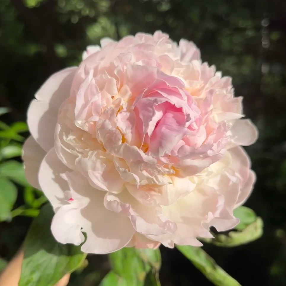 【树莓泡泡】芍药花苗 大花型重瓣 带全根系可成活 特别粉嫩 菏泽发