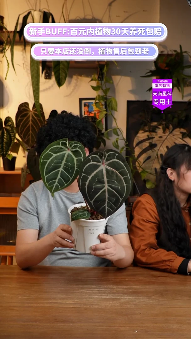 不开花植物神奇男孩x米歇尔红水晶（圆脸）