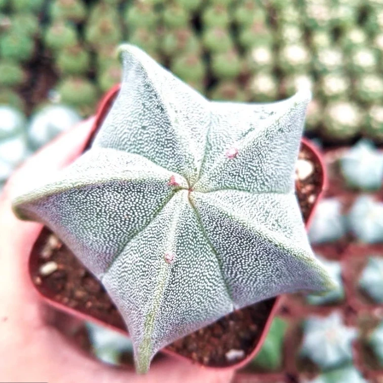 五角鸾凤玉多肉植物 裸根发货