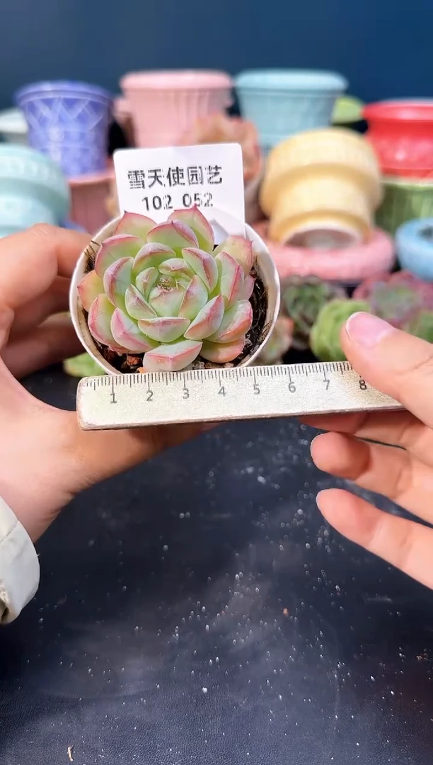 102-  052青山 （冠幅5cm）