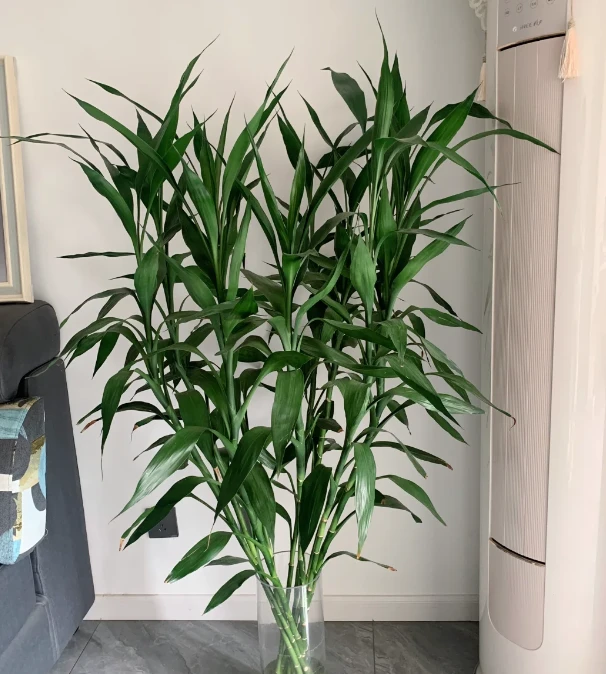 [小雨专属]富贵竹绿植鲜花