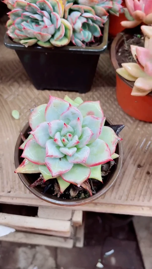 安*03008多肉植物一物一拍
