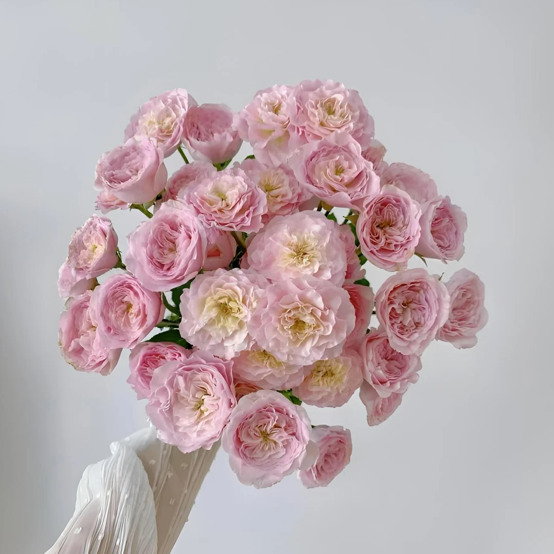 【秦小胖】公主露丝多头玫瑰（注意：特殊花材，收到带包装醒花）