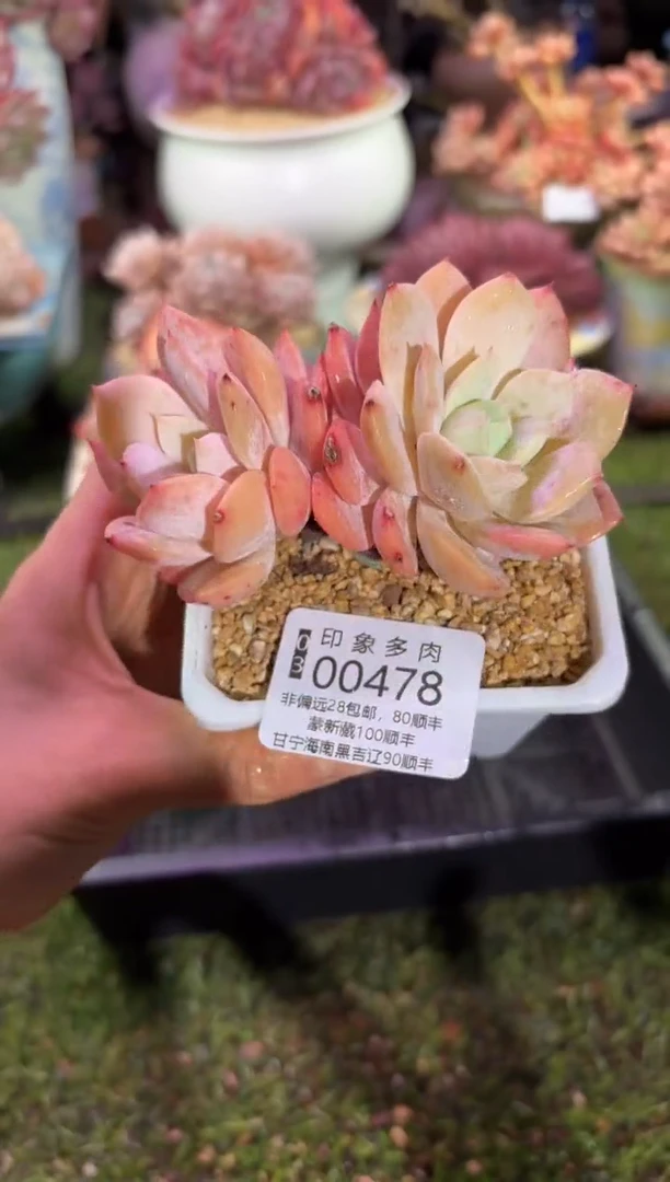 【闪购商品】00478