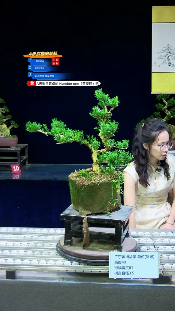 无花朵雀舌黄杨盆景艺术