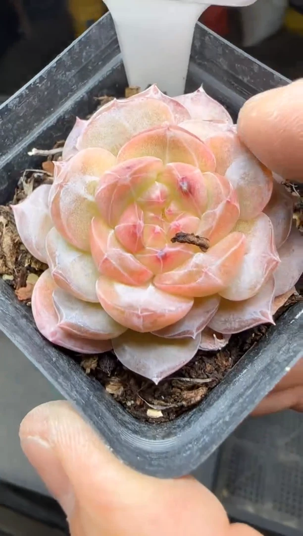 【闪购商品】一物一拍0211—7444