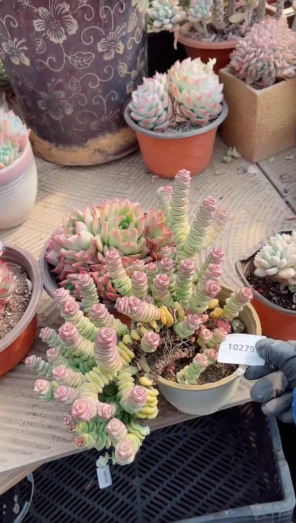 【闪购商品】10279