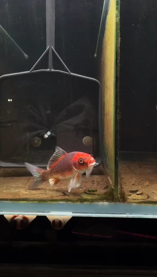 蝴蝶鲤鱼素熊猫蝴蝶