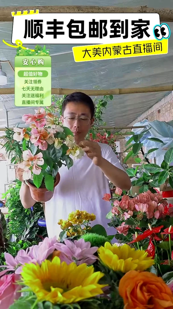 完全开放皇后三角梅