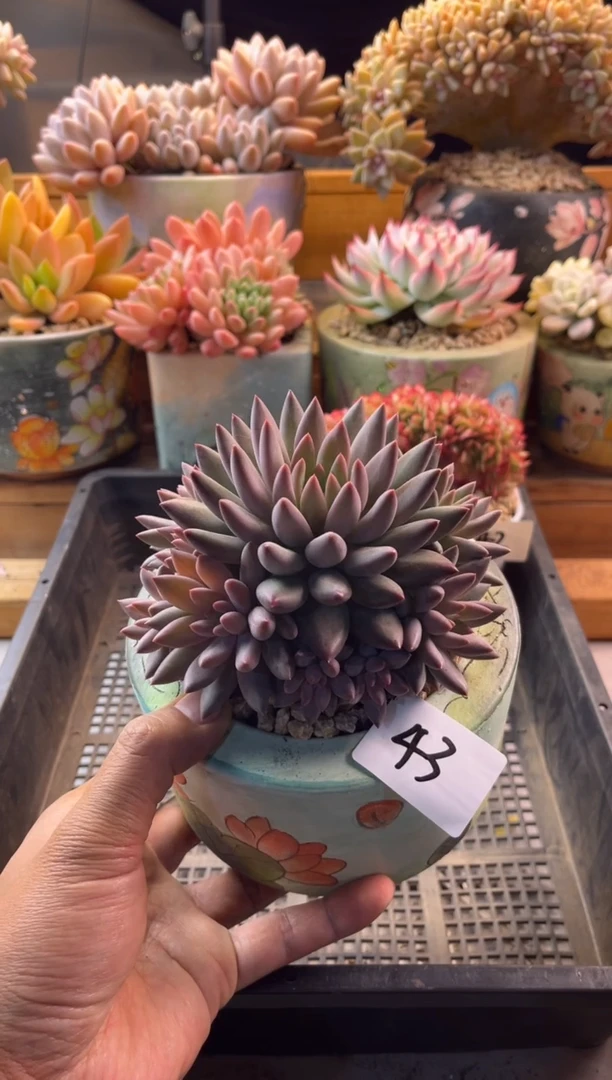 11.24-43车厘子111111111111