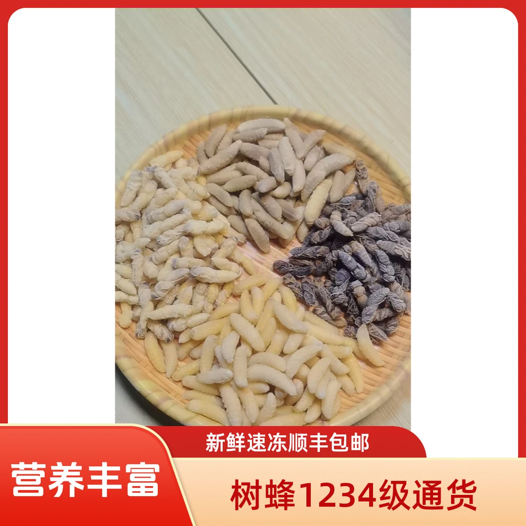 新鲜速冻云南树蜂通货马蜂蛹营养高蛋白昆虫顺丰包邮当季鲜货