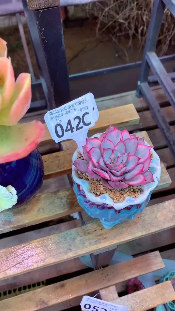 042C（一物一拍实付满28发货，默认不带盆土）