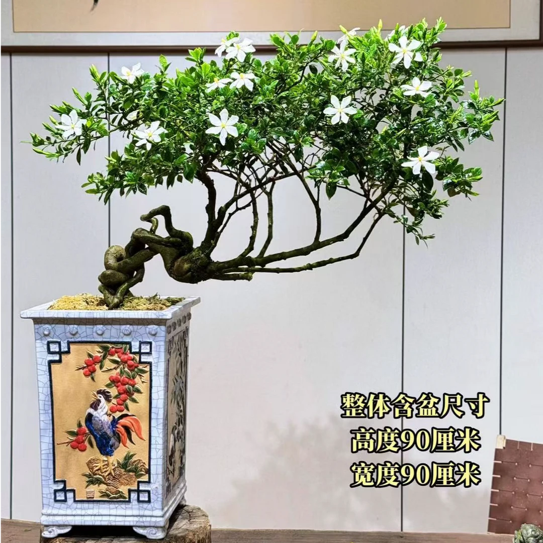 【叶胜园艺】四季榄叶栀子花盆景