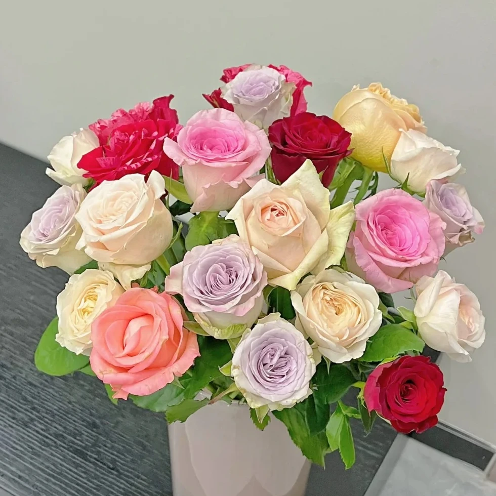 【丝路自产】稀有品种混色单头玫瑰鲜花玫瑰花长花期丝路园艺