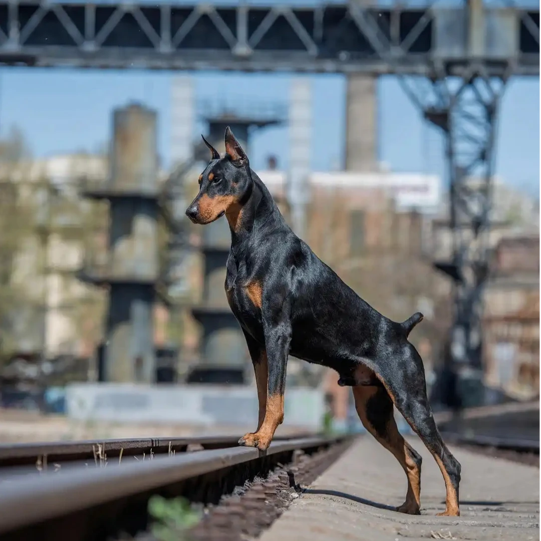 迷你杜宾犬专卖品质优良宠物之选