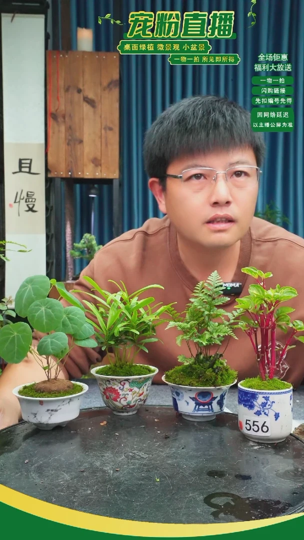 无花朵冷**馨苔藓微景观556号