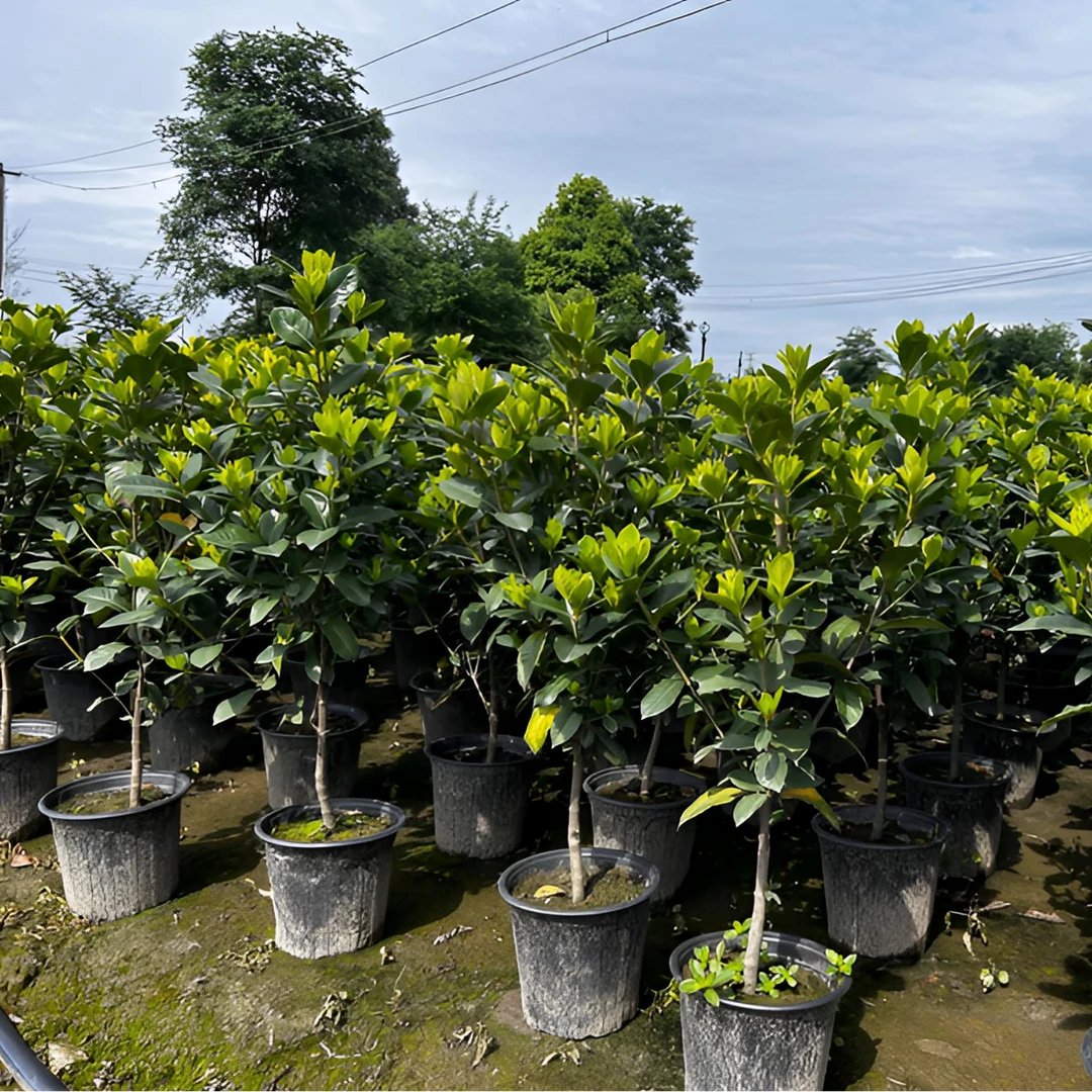 四川露天老桩栀子花大叶牡丹小叶四季浓香型庭院阳台室内