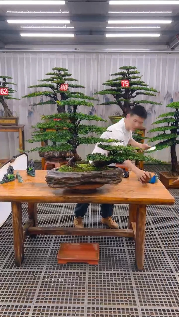 精品盆景直播间一物一拍