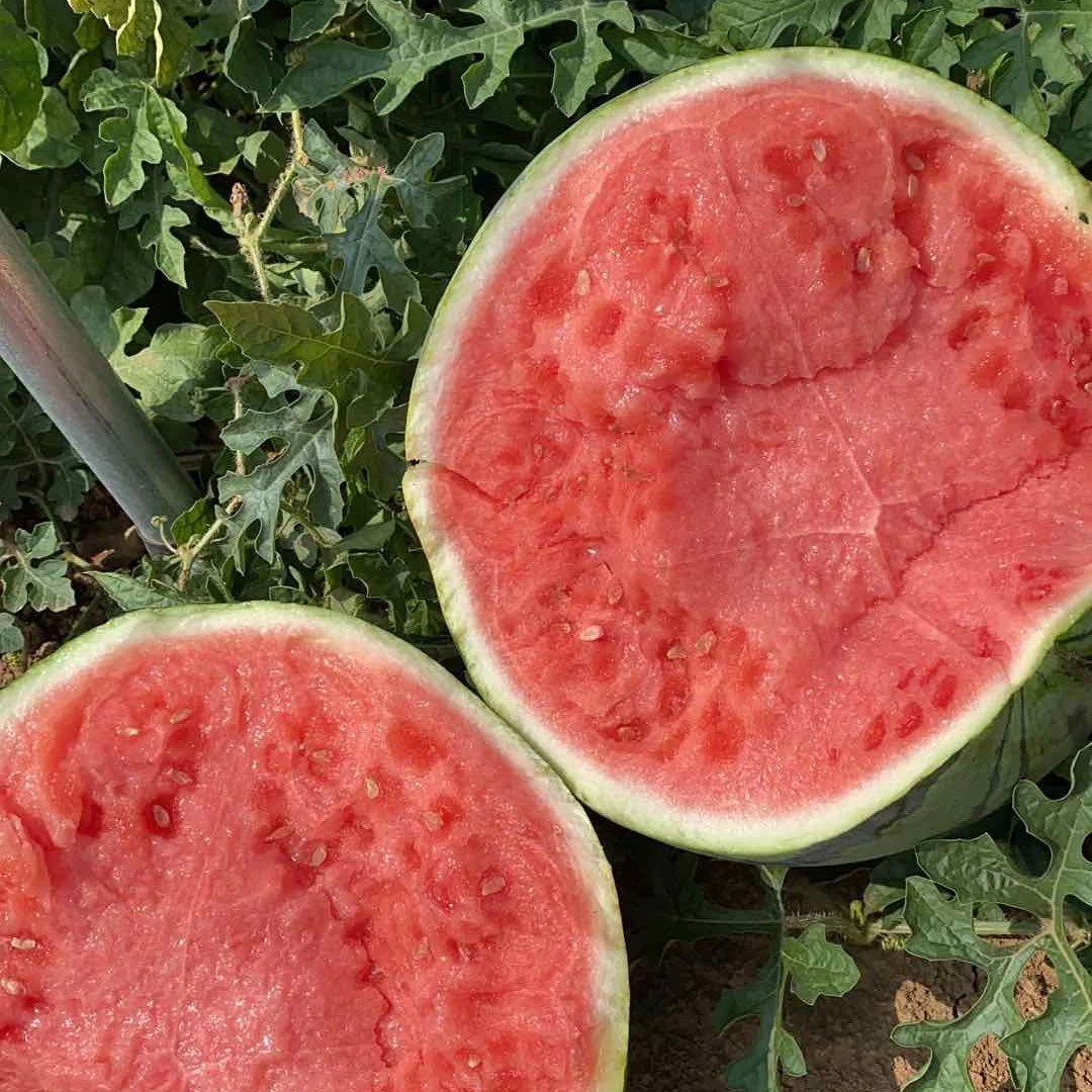 （11-12斤)美都西瓜/个