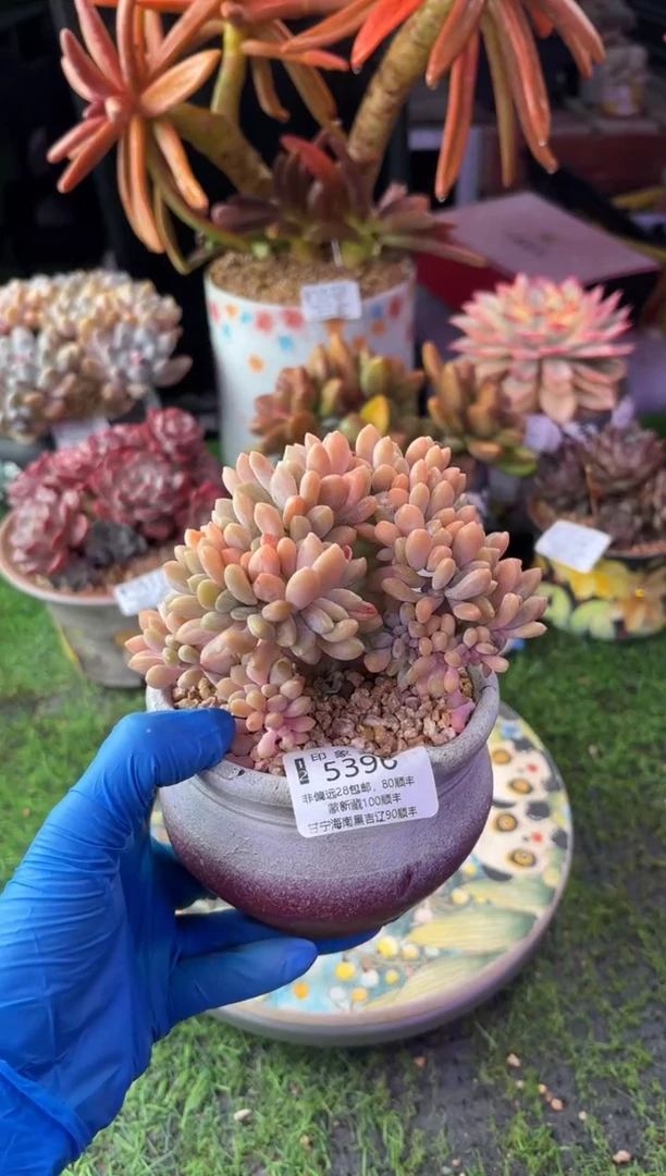 昆明印象多肉5396