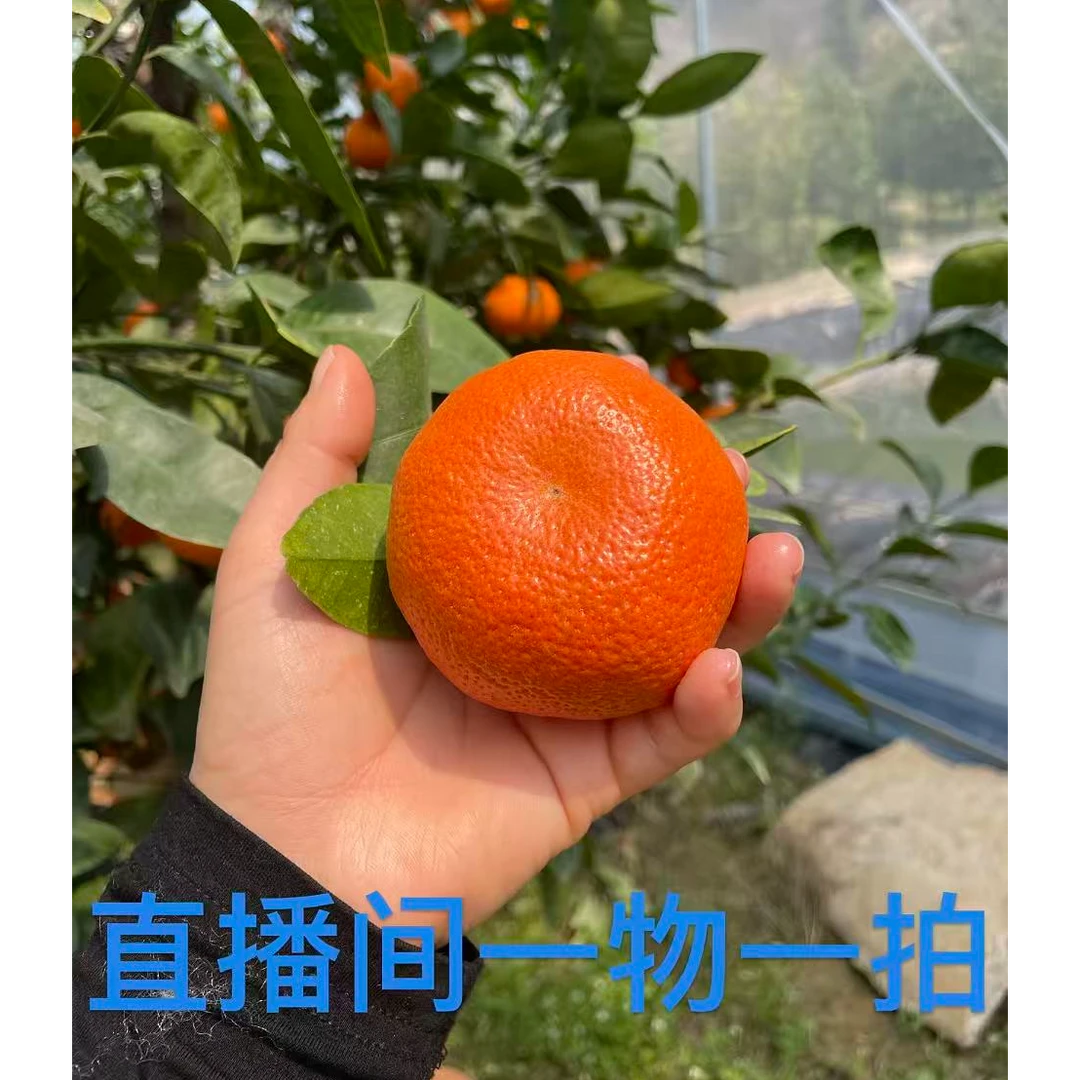 苹果柚 葡萄柚 木瓜蜜丁脐橙 红美人 黄金贡柚 庭院果树