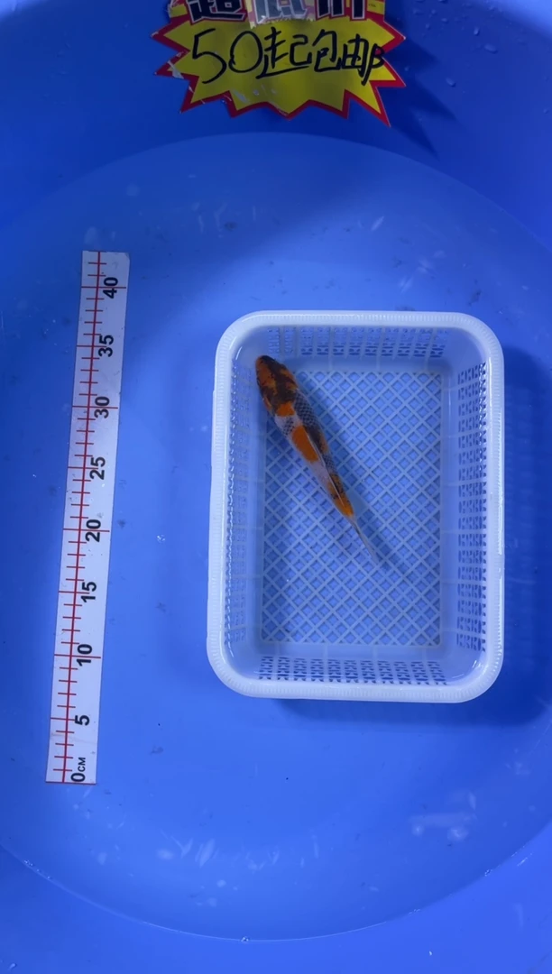 锦鲤活体二号链接